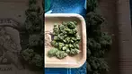 Uk legal medical Curaleaf zookies 26% thc 1% cbd #medicated #medicatedmentalhealth