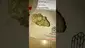 Video Thumbnail: Medical Cannabis Patient Reviews UK