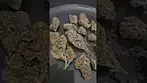 Kasa Verde Grape Octane UK Medical Flower First Impressions
