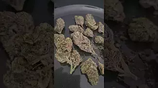 Kasa Verde Grape Octane UK Medical Flower First Impressions