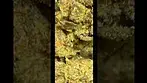 Lit Master Kush 30% thc #medicalcannabis