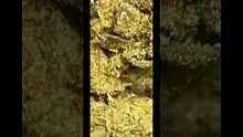 Strange Life 420 Video Thumbnail