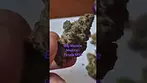 Big Narstie Medical - Purple Milk (UK Medical Cannabis Prescription)