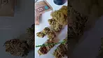 4C Labs Premium GMO-TR T26 GMO Tropical Reign Medical Cannabis #cannabiseducation #medicalmarijuana