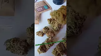 4C Labs Premium GMO-TR T26 GMO Tropical Reign Medical Cannabis #cannabiseducation #medicalmarijuana