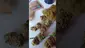 Video Thumbnail: GoodMarijuanaStrains