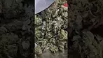 tilray purps  uk medical