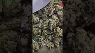 tilray purps  uk medical