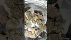High Society by Mamedica #medical #uk #gas #biscotti #jetfuelgelato