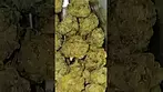 FIND ZOOKIES 23%THC #medicalcannabis #cannabisheals #cannabisdaily #flavours