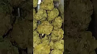 FIND ZOOKIES 23%THC #medicalcannabis #cannabisheals #cannabisdaily #flavours