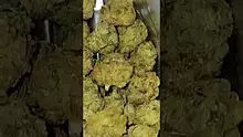 Mary Jane Media 420 Video Thumbnail