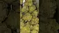 Video Thumbnail: Mary Jane Media 420
