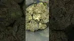 Vasco Ciper | Blueberry Banana Minis | T28 | UK Medical Flower | First Look 
