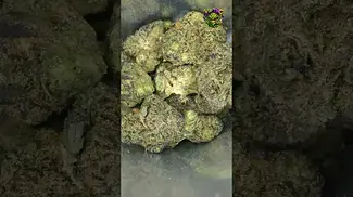 Vasco Ciper | Blueberry Banana Minis | T28 | UK Medical Flower | First Look 