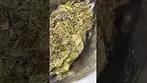 Curaleaf - GZZ (Gmo X zkittlez)