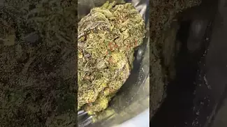 Curaleaf - GZZ (Gmo X zkittlez)