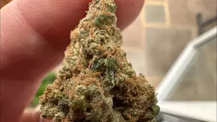 Medical Bud Reviews Video Thumbnail