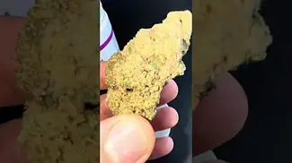 Aurora Pedanios Sourdough. 7/10 with pine, lemon and earthy hash terps.