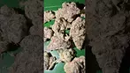 AAAA Gelato 33  #uk #medical #patient #youtubeshorts #flowers