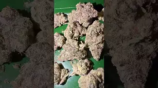 AAAA Gelato 33  #uk #medical #patient #youtubeshorts #flowers