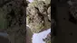 Video Thumbnail: Medi Blaze