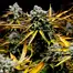 Patient Image of Tofino Ripper™ BC Craft CKS CHM T28 Cookies & Chem Medical Cannabis