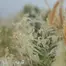 Patient Image of Plantations Cérès MAK T25 Mango K Medical Cannabis