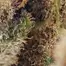 Patient Image of IPS PC T23 Permanent Chimera Medical Cannabis