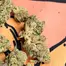 Patient Image of 4TP AFC T25 Animal Face Medical Cannabis