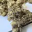 Patient Image of Cookies® C-PS T22 Pomegranate Shake Medical Cannabis