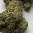 Patient Image of Aurora® Pedanios PND T31 Pink Diesel Medical Cannabis
