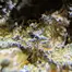 Patient Image of Therismos SOC T25 Sour OG Cheese Medical Cannabis