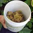 Patient Image of Althea™ T18 Girl Scout Cookies Medical Cannabis