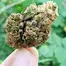 Patient Image of Althea™ T18 Girl Scout Cookies Medical Cannabis