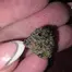 Patient Image of Vasco BB Smalls T28 Blueberry Banana Medical Cannabis