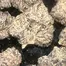 Patient Image of Phant INSX T20 Intersteller Medical Cannabis