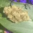 Patient Image of All Nations SH T26 Stólō Haze Medical Cannabis