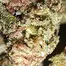 Patient Image of Big Narstie Medical JK T27 Jack Kush Medical Cannabis