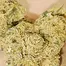 Patient Image of Four20 Pharma GMO T30 GMO Cookies Medical Cannabis