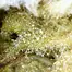 Patient Image of Together Pharmacy Cassiopeia T20 Ninja Medical Cannabis