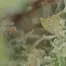 Patient Image of 4C Labs Value XK-S Smalls T22 Oaxacan Kush Medical Cannabis