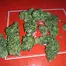 Patient Image of Noidecs MVA T20:C4 Kosher Kush Medical Cannabis