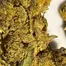 Patient Image of Lumir® KSC T26 Kush Cookies Medical Cannabis