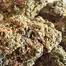 Patient Image of 4C Labs Craft Organic LIS T24 Lucy in the Sky Medical Cannabis