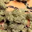 Patient Image of 4TP AFC T25 Animal Face Medical Cannabis