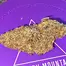 Patient Image of Mystery Mountain™ STN LHZ T29 Seatown Lemon Haze Medical Cannabis