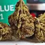 Patient Image of Aurora® CanVALUE T22 Delahaze Medical Cannabis