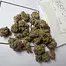 Patient Image of SafriCanna GT T23 Garlic Truffle Medical Cannabis