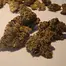 Patient Image of IPS PC T23 Permanent Chimera Medical Cannabis